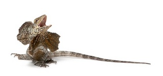 longtail.jpg