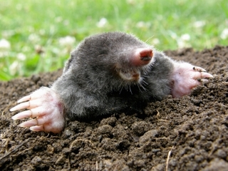 mole.jpg